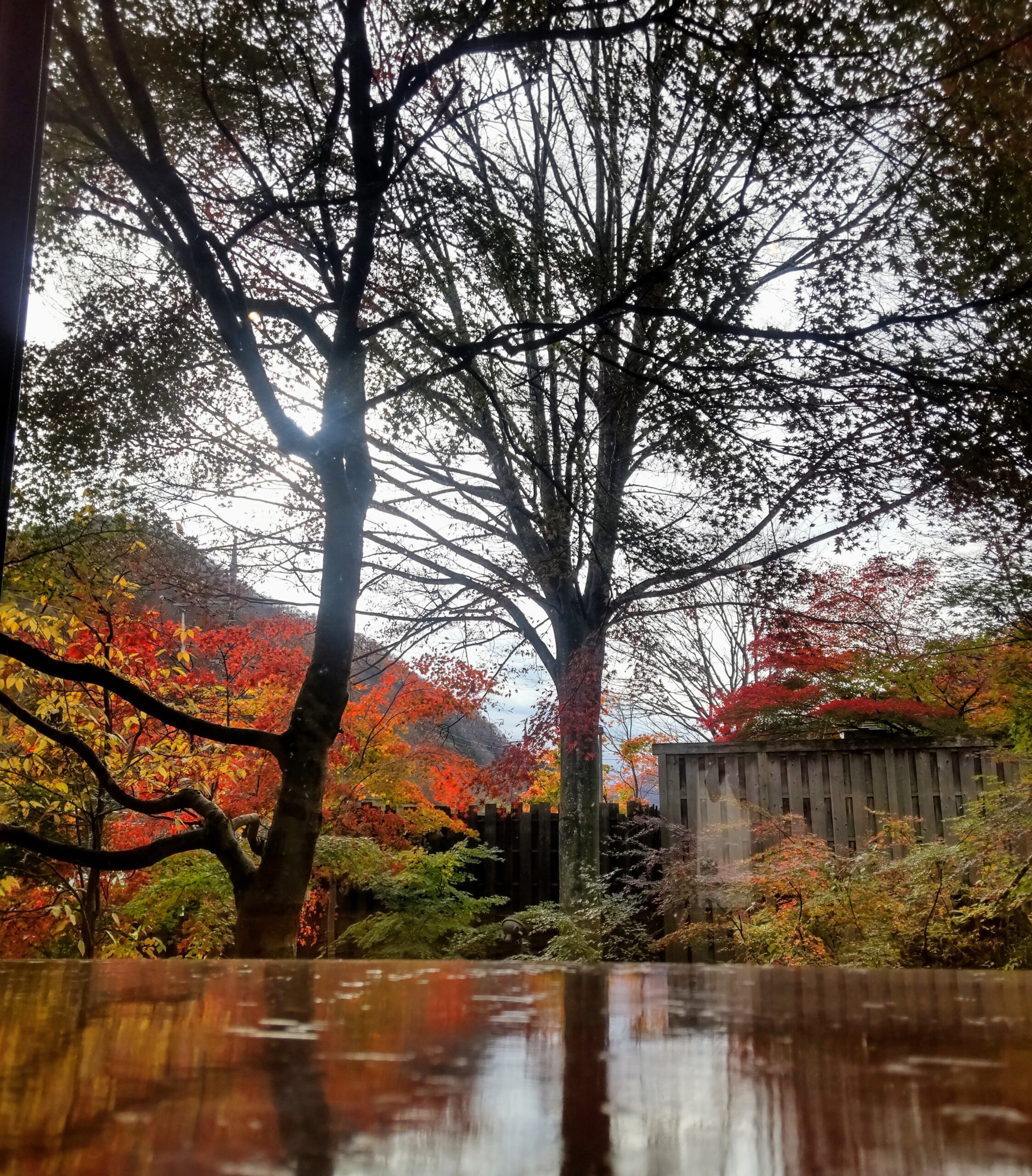 秋の風景になりました